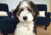 Everything You Want To Know About Bernedoodle