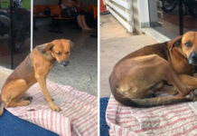 Four Months After Owner Dies in Hospital, Loyal Dog Is Still Waiting Outside for His Human to Return