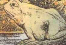 Do You See The Horse In This Picture Of A Frog?