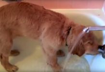 Golden Retriever Puppy Gives Himself A Bath, And He Has The Cutest Routine