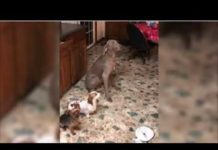 Watch the video to see how guilty Ettore looks! How can you say no to that pitiful face?