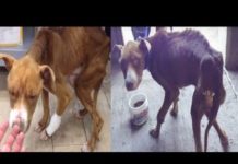 Dog Whose Owner ‘Forgot’ To Feed Him In Disbelief When Rescuers Give Him Food