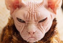 13 Pictures That Prove Loki Is The New Grumpy Cat