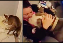Woman Adopts Pregnant Pit Bull. When The Puppies Are Born, She Gets a Heartwarming Surprise