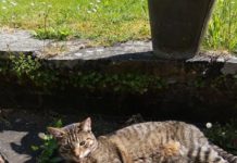 Croydon cat killer linked to seven animal murders this week alone