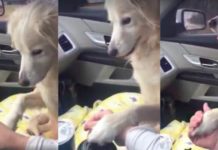 Woman Adopts Orphaned Dog From Shelter, Now Watch The Moment He Refuses To Let Go Of Her Hand