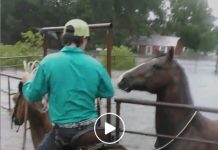Horse Trapped In Pen Panics As Flood Waters Rise, Then Hero Cowboy Rides Up