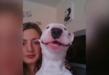 Woman plays Ed Sheeran’s ‘Thinking Out Loud.’ What her cute dog does—you can’t stop laughing