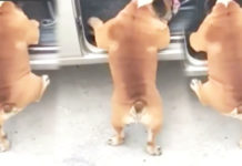 Adorably tiny dog tries to get inside the car—but then, he encounters his ‘greatest enemy’
