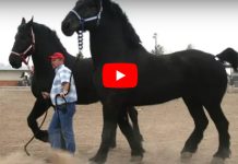 MEET THE BIGGEST HORSE BREEDS IN THE WORLD!