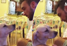 Man Is Scolding Dog For Her Mistake. But What She Does Seconds Later — Our Hearts Melt
