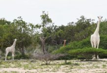 VIDEO: Extremely rare white giraffes spotted in Kenya
