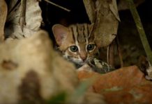The World’s Smallest Cat Is Impossibly Adorable