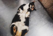 Cat in Turkey Loves to Spend Time in Front of an Escalator!