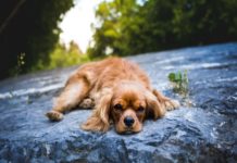 5 Calm Dog Breeds – Best Family Dogs