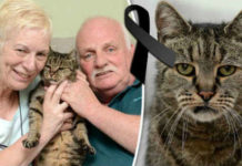 SAD NEWS! The Oldest Cat in the World Dies after 144 Cat Years!