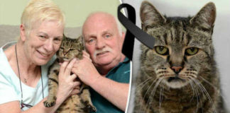 SAD NEWS! The Oldest Cat in the World Dies after 144 Cat Years!
