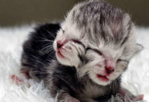 Two-Headed Kitten Quasimodo Is Born and It Meows From Both Mouths!