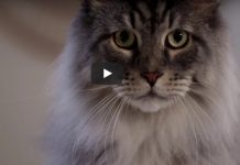 This Litter Box Commercial Is Going to Make You Laugh Really Hard!