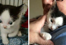 No One Wanted to Adopt This Special Kitten Because He Looked Funny
