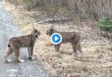 Two Big Cats Yelling at Each Other Is a Big Mood