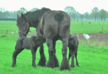 Horse Gives Birth To Rare Twins, Days Later, The Captured Footage is Taking Everyone’s Breath Away.