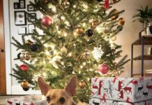Apple Head vs Deer Head Chihuahua: What’s the Difference?