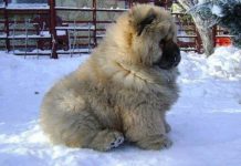Everything You Need to Know About the Russian Bear Dog