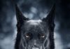 The Ultimate Breed Guide About Black German Shepherd