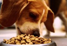 5 Best Grain-Free Dog Foods for Healthier Skin, Digestion & Energy (Pet Owner’s Guide)