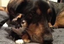 His Dog Died Of Cancer 2 Weeks Ago. The House Cat’s Reaction Was Heartbreaking.