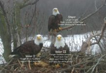 Bald Eagle Trio Is Raising Their Babies Together