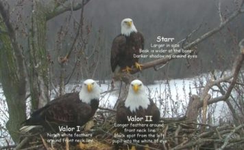 Bald Eagle Trio Is Raising Their Babies Together
