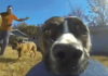 Clever Dog Steals Owners Gopro And It’s The Funniest Thing Ever