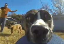 Clever Dog Steals Owners Gopro And It’s The Funniest Thing Ever
