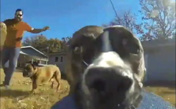 Clever Dog Steals Owners Gopro And It’s The Funniest Thing Ever