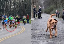 Dog Accidentally Runs Half-Marathon After Being Let Out For Pee, Finishes 7th