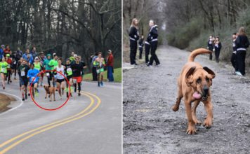 Dog Accidentally Runs Half-Marathon After Being Let Out For Pee, Finishes 7th