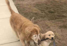 Blind Senior Dog Finds A Puppy Friend To Show Him The Way