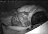Guy Sets Up Hidden Camera To See What His Cat Does While He’s Sleeping #cats #catlovers