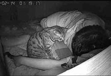 Guy Sets Up Hidden Camera To See What His Cat Does While He’s Sleeping