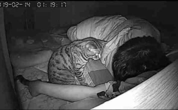 Guy Sets Up Hidden Camera To See What His Cat Does While He’s Sleeping