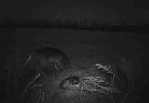 Dog Sneaks Away From Home To Befriend Wild Deer