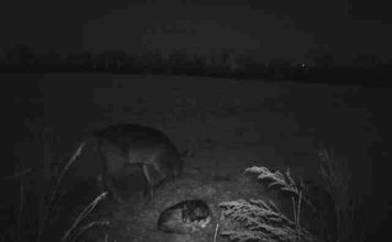 Dog Sneaks Away From Home To Befriend Wild Deer