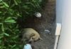 People Find Dog Living In The Dirt After His Family Moves Away