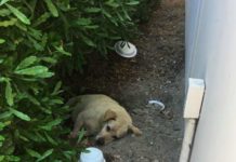 People Find Dog Living In The Dirt After His Family Moves Away