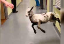 Lamb Dancing With Her Vet Is The Cutest Thing You’ll See All Day