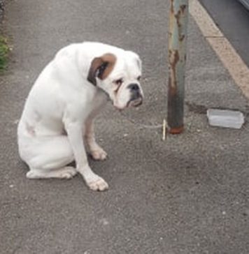 Heartbreak as dog found dumped and abandoned at the side of Hull road – Hull Live