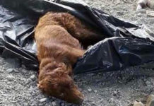 Tied Up Pooch In A Trash Bag By The River Was Rescued – In The Nick Of Time