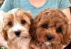 Cavapoo Puppies: Information, Characteristics, Facts, Videos